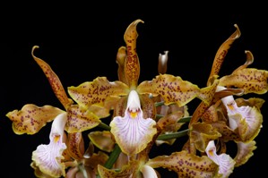 Cattleya velutina Gayle AM/AOS 82 pts.